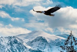 Pre-Immigration Tax Planning